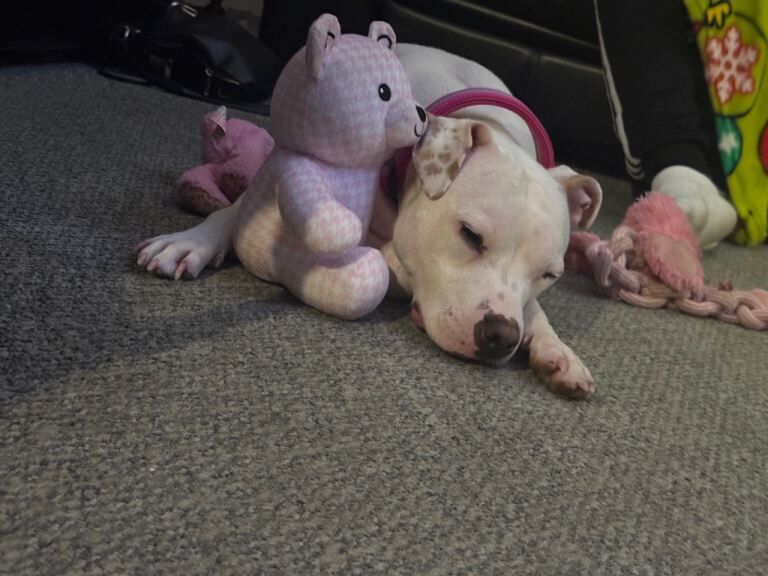 Staffordshire Bull Terrier puppies for sale in Hartcliffe, Bristol – 1 year old