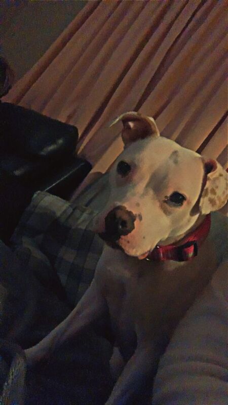 Staffordshire Bull Terrier puppies for sale in Hartcliffe, Bristol – 1 year old - Image 2 of 3