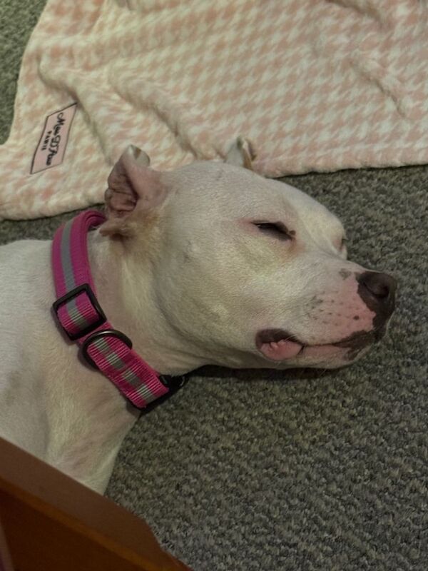 Staffordshire Bull Terrier puppies for sale in Hartcliffe, Bristol – 1 year old - Image 3 of 3