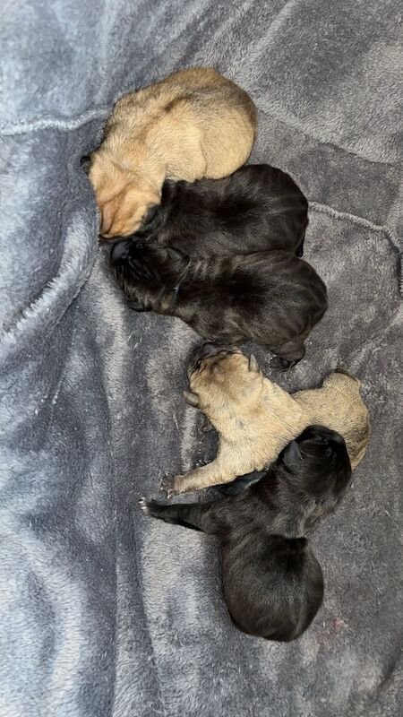 Staffie Puppies For Sale