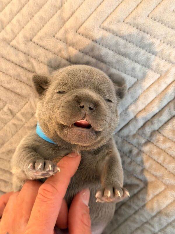 Show Quality Blue Staffy puppies
