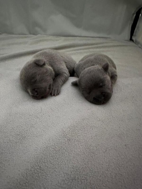Show Quality Blue Staffy puppies - Image 2 of 4