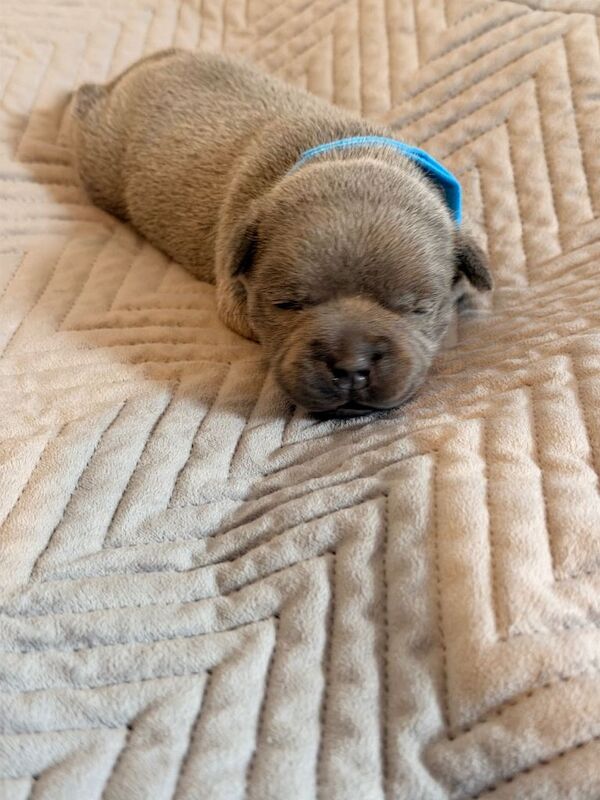 Show Quality Blue Staffy puppies - Image 3 of 4