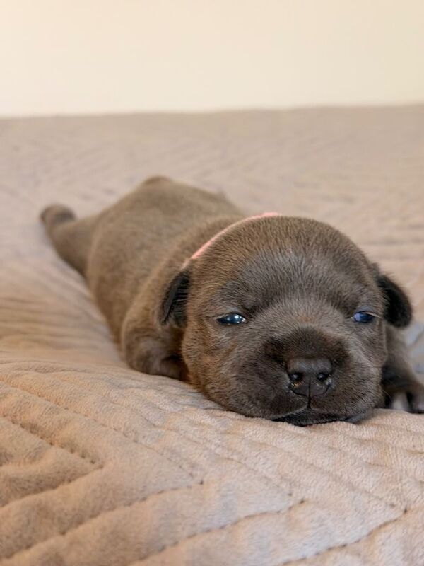 Show Quality Blue Staffy puppies - Image 4 of 4