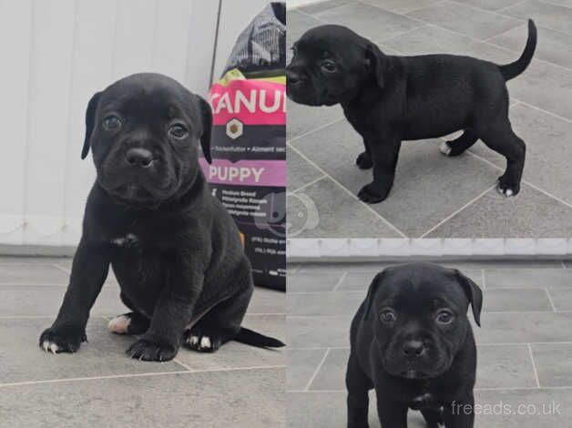 Kennel club staffordshire bull terrier puppies 2025