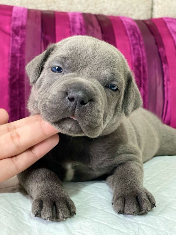 SIMPLY THE BEST BLUE STAFFYS for sale in Birmingham, West Midlands