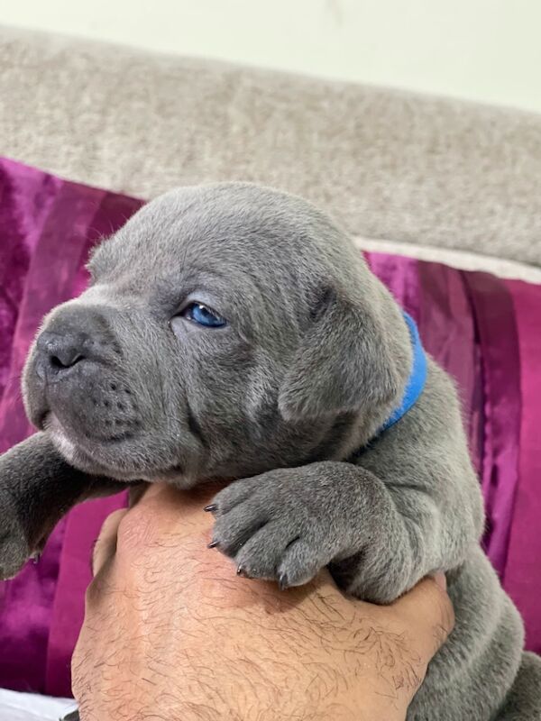 SIMPLY THE BEST BLUE STAFFYS for sale in Birmingham, West Midlands | Image 2