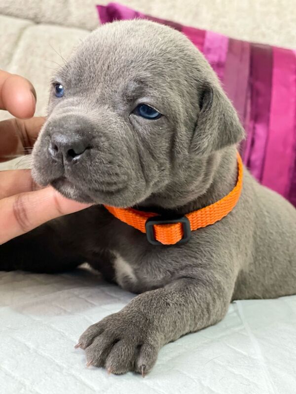SIMPLY THE BEST BLUE STAFFYS for sale in Birmingham, West Midlands | Image 3
