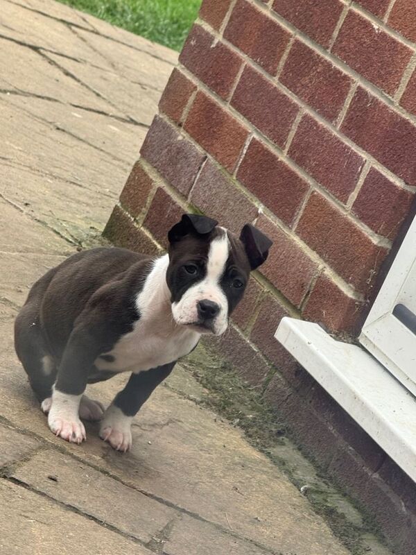 Staffordshire Bull Terrier Puppies For Sale Under £1,000