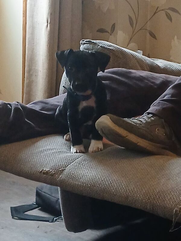Staffordshire Bull Terrier puppies for sale in Frome, Somerset – 10 weeks old