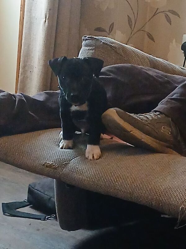 Staffordshire Bull Terrier puppies for sale in Frome, Somerset – 10 weeks old - Image 2 of 3