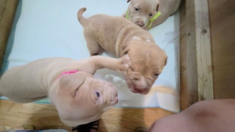 Staffordshire Bull Terrier puppies for sale in Clapham, Greater London – 4 weeks old