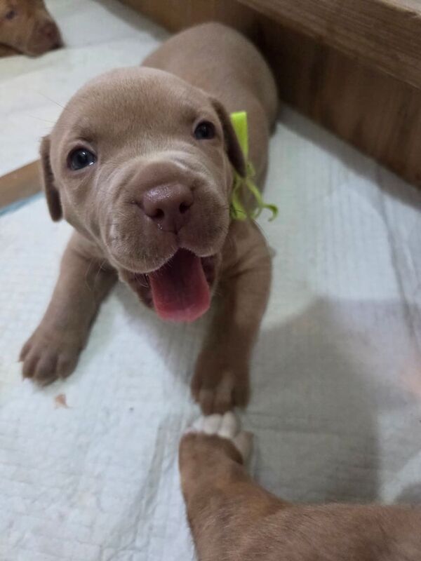 Staffordshire Bull Terrier puppies for sale in Clapham, Greater London – 4 weeks old - Image 2 of 3