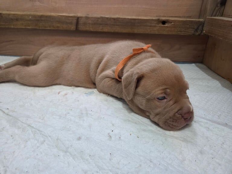 Staffordshire Bull Terrier puppies for sale in Clapham, Greater London – 4 weeks old - Image 3 of 3