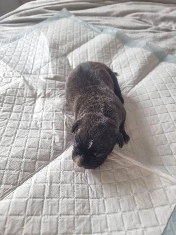 Staffordshire Bull Terrier puppies for sale in Aberdeen, City of Aberdeen – 1 week old