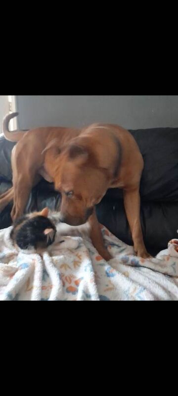 Staffordshire Bull Terrier puppies for sale in St Helens, Merseyside – 2 years old