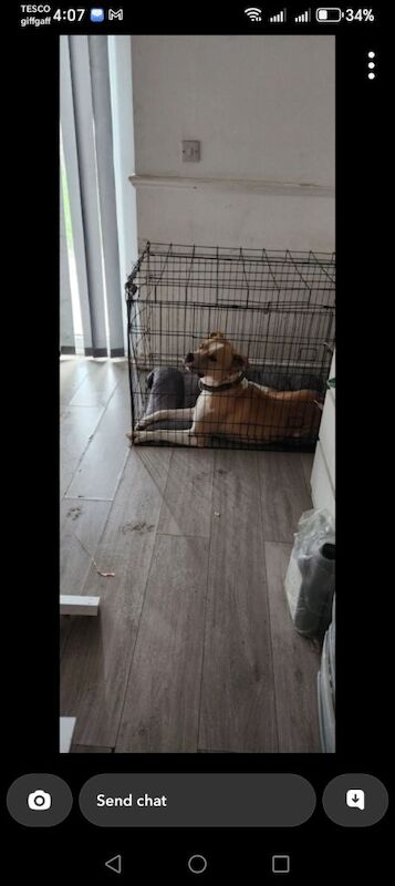 Staffordshire Bull Terrier puppies for sale in Deal, Kent – 3 years old