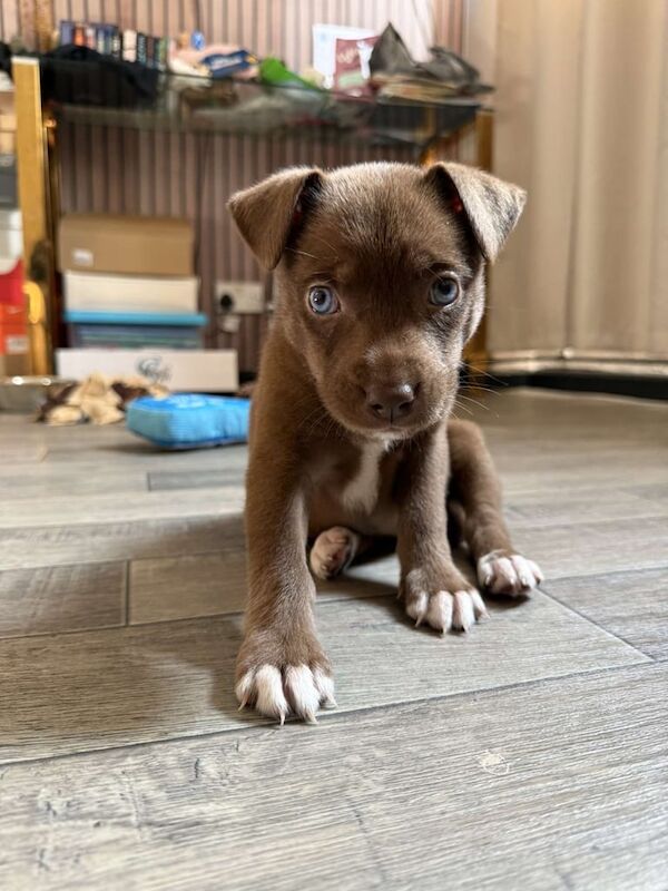 Staffordshire Bull Terrier puppies for sale in Hammersmith, Greater London – 7 weeks old