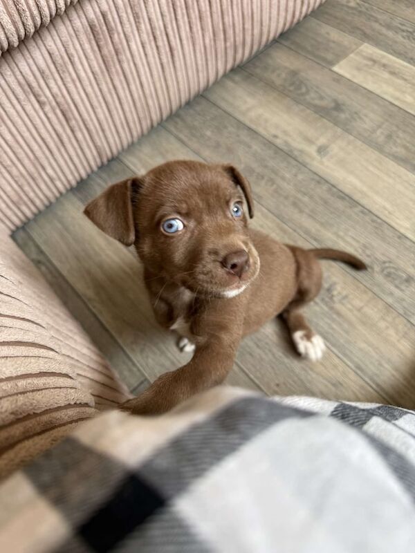 Staffordshire Bull Terrier puppies for sale in Hammersmith, Greater London – 7 weeks old - Image 2 of 3