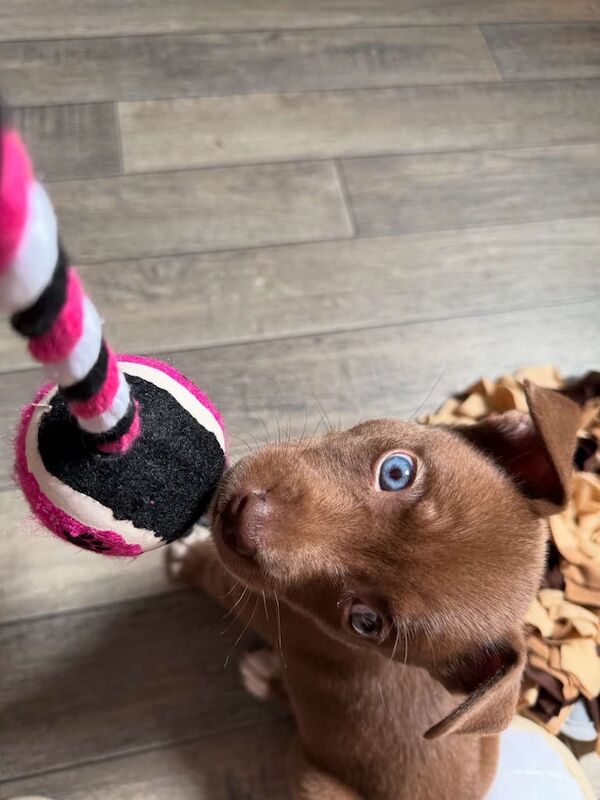 Staffordshire Bull Terrier puppies for sale in Hammersmith, Greater London – 7 weeks old - Image 3 of 3