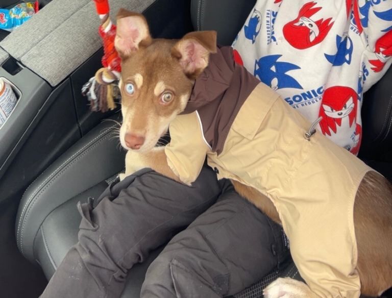 Staffordshire Bull Terrier Puppies For Sale Under £1,000