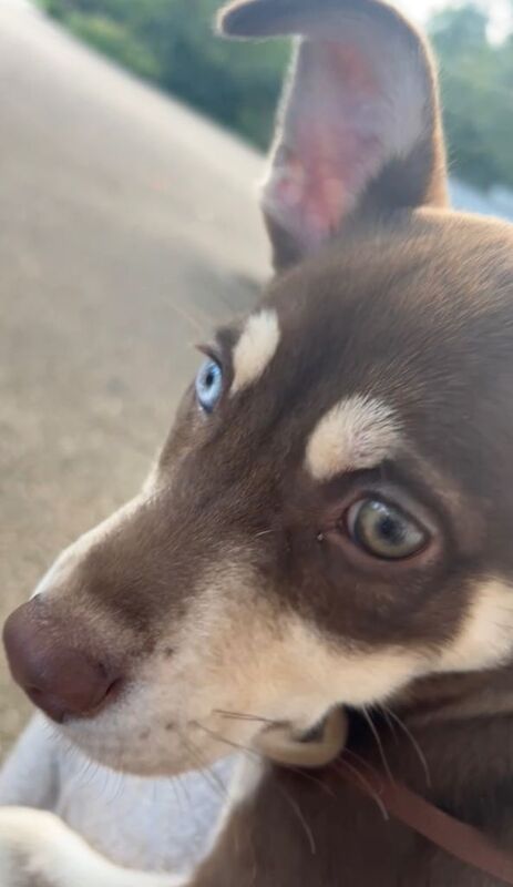 Staffordshire Bull Terrier puppies for sale in Hammersmith, Greater London – 6 months old - Image 2 of 3