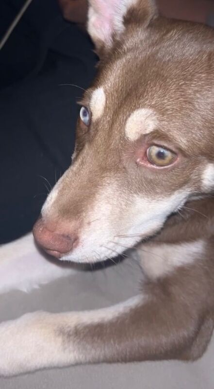 Staffordshire Bull Terrier puppies for sale in Hammersmith, Greater London – 6 months old - Image 3 of 3