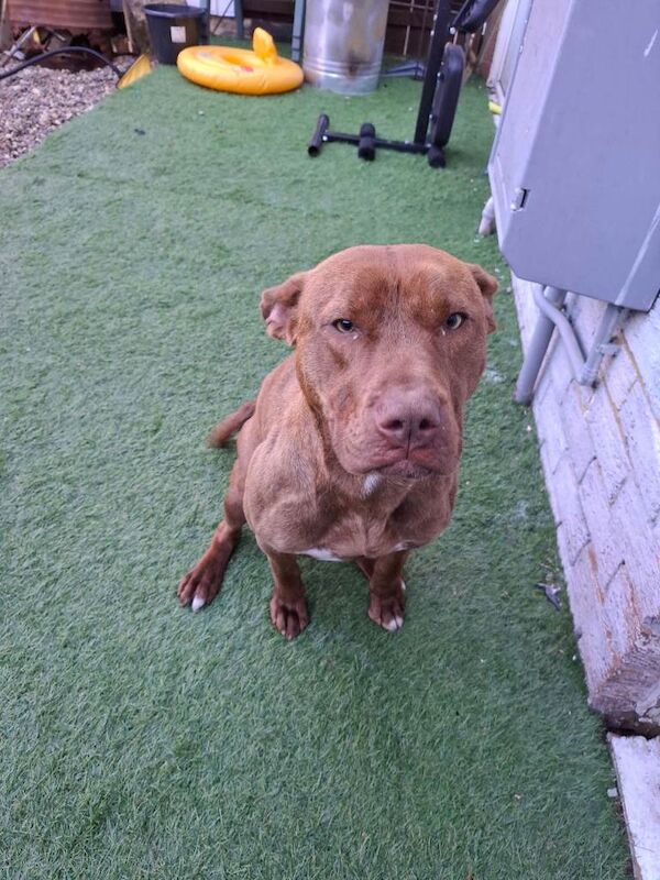 Staffordshire Bull Terrier Puppies For Sale Under £1,000