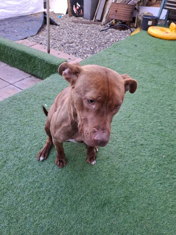 Staff mastiff - Image 2 of 3