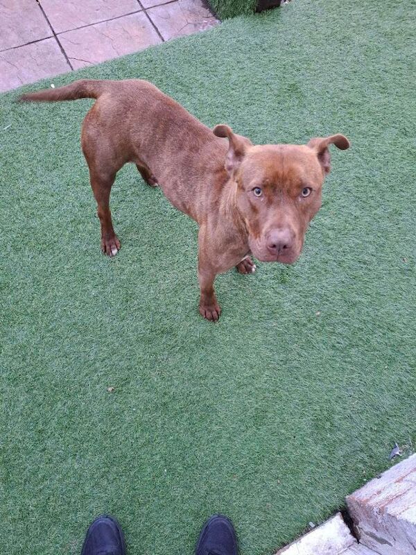 Staff mastiff - Image 3 of 3