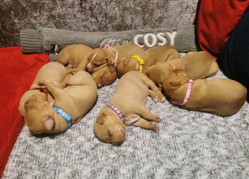 Staff OFRN pups for sale in Belfast - Image 2