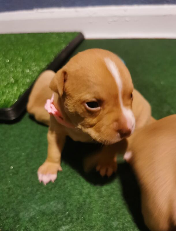 Staff OFRN pups for sale in Belfast - Image 3