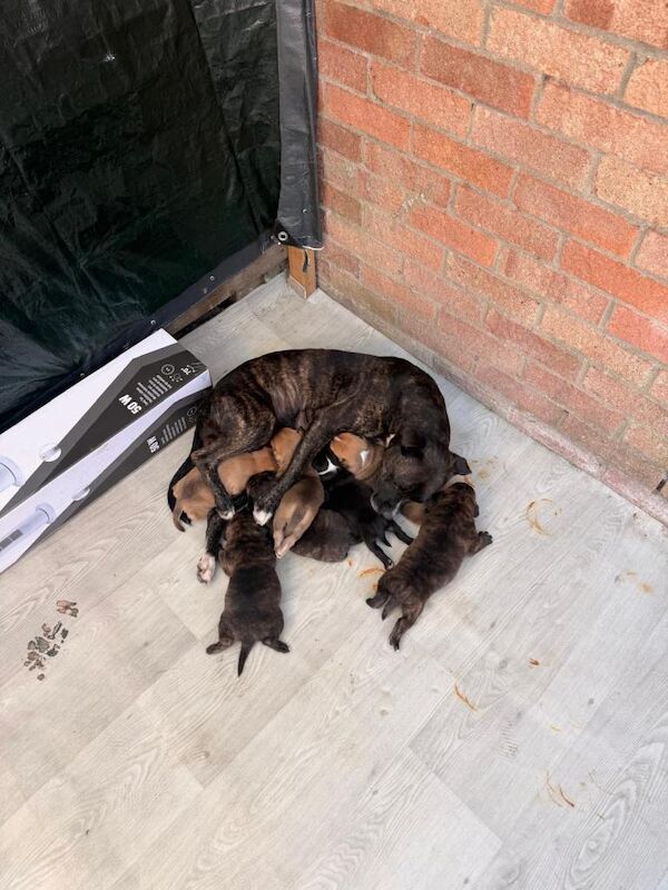 Staffie Puppies For Sale