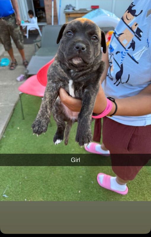 Staff pup - Image 3 of 6