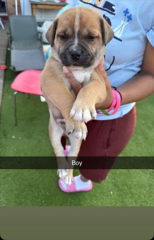 Staff pup - Image 4 of 6