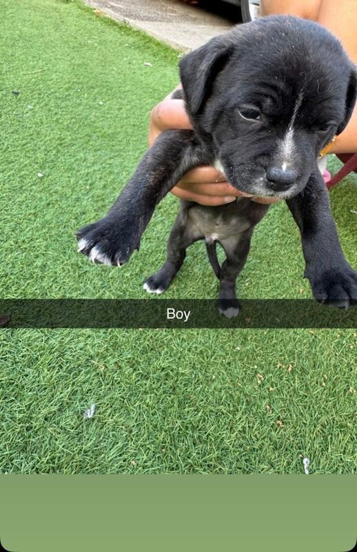 Staff pup - Image 5 of 6