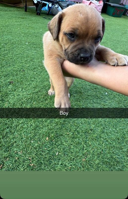 Staff pup - Image 6 of 6