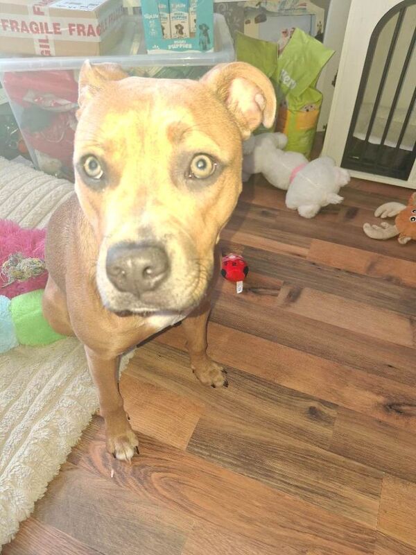 Staff pup