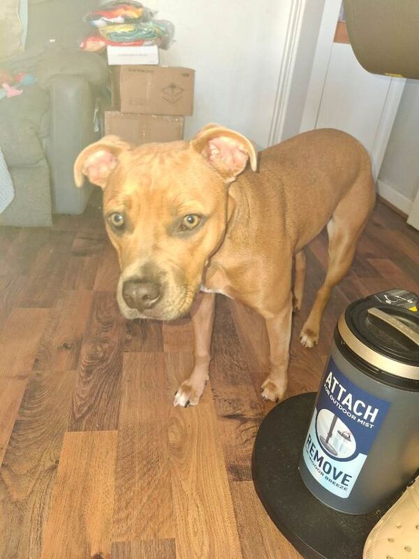 Staff pup - Image 2 of 3
