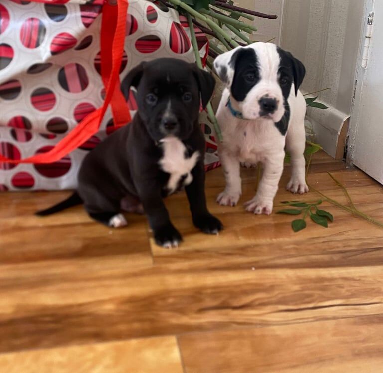 Staffordshire Bull Terrier puppies for sale in Woodford, Greater London – 11 months old - Image 2 of 3