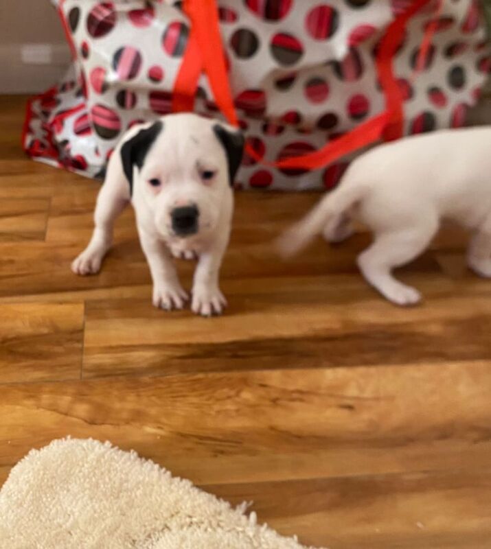 Staffordshire Bull Terrier puppies for sale in Woodford, Greater London – 11 months old - Image 3 of 3