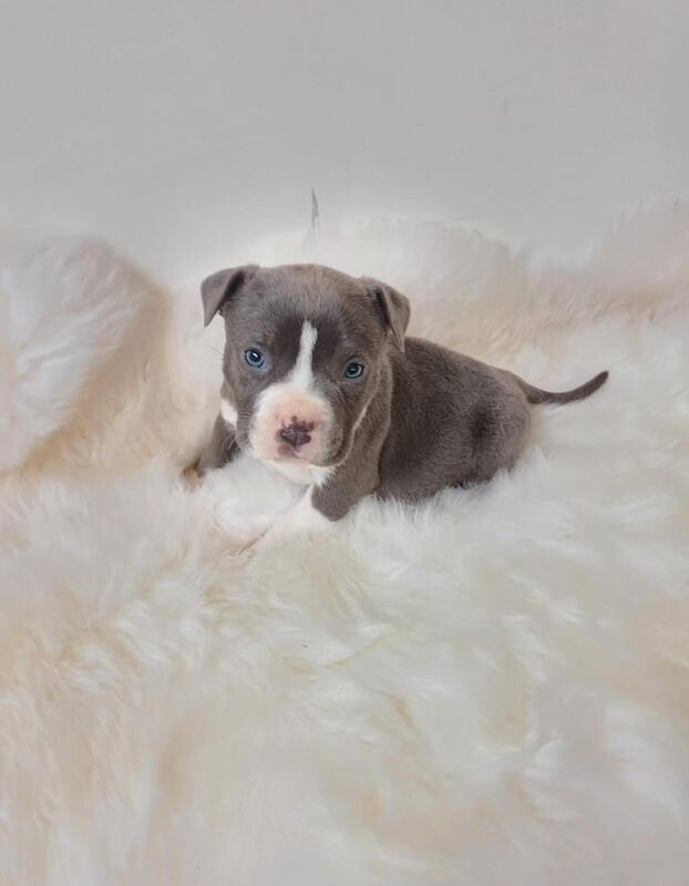 Staffordshire Bull Terrier puppies for sale in Redbridge, London – 1 year old - Image 1 of 3