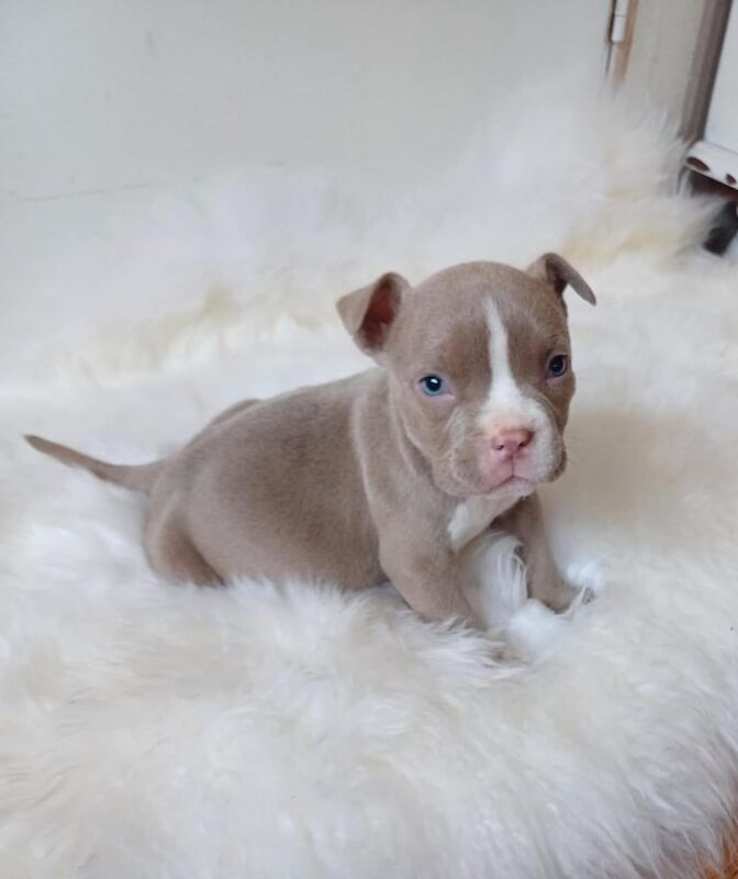 Staffordshire Bull Terrier puppies for sale in Redbridge, London – 1 year old - Image 2 of 3