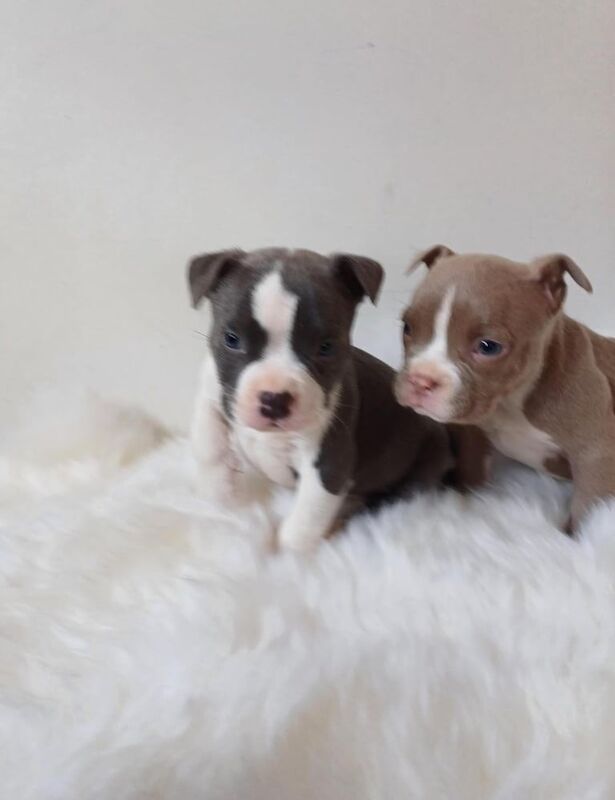 Staffordshire Bull Terrier puppies for sale in Redbridge, London – 1 year old - Image 3 of 3