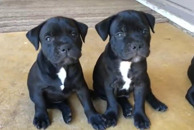 Staffordshire Bull Terrier puppies for sale in Romford, Greater London – 8 weeks old