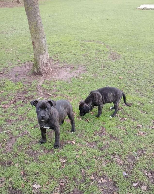 Staffordshire Bull Terrier puppies for sale in Barking, Greater London – 12 weeks old