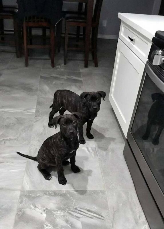 Staffordshire Bull Terrier puppies for sale in Barking, Greater London – 10 weeks old - Image 2 of 6