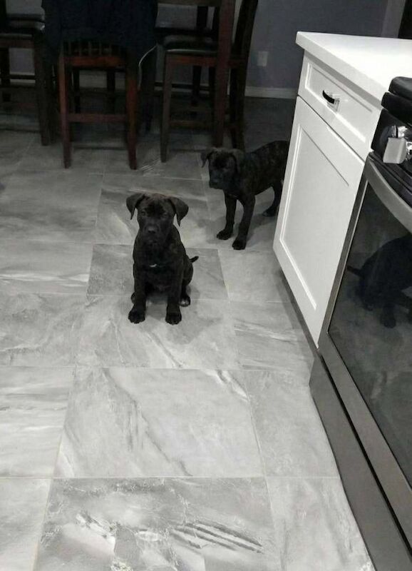 Staffordshire Bull Terrier puppies for sale in Barking, Greater London – 10 weeks old - Image 3 of 6