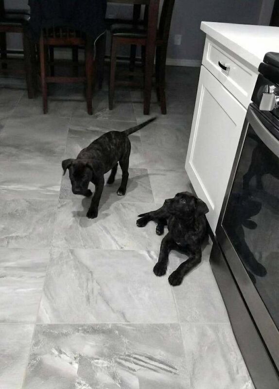 Staffordshire Bull Terrier puppies for sale in Barking, Greater London – 10 weeks old - Image 4 of 6