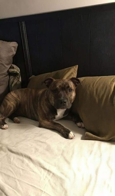 Staffordshire Bull Terrier puppies for sale in Barking, Greater London – 10 weeks old - Image 5 of 6